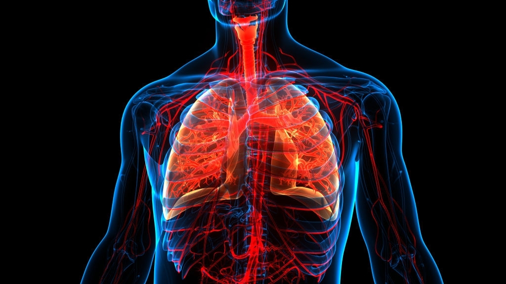 3D rendering of the human chest highlighting the heart and vascular system